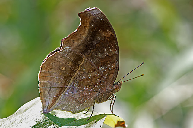 Junonia iphita the Chocolate Pansy butterfly