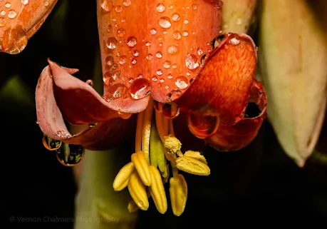 Small Flower Photography with Macro Lens