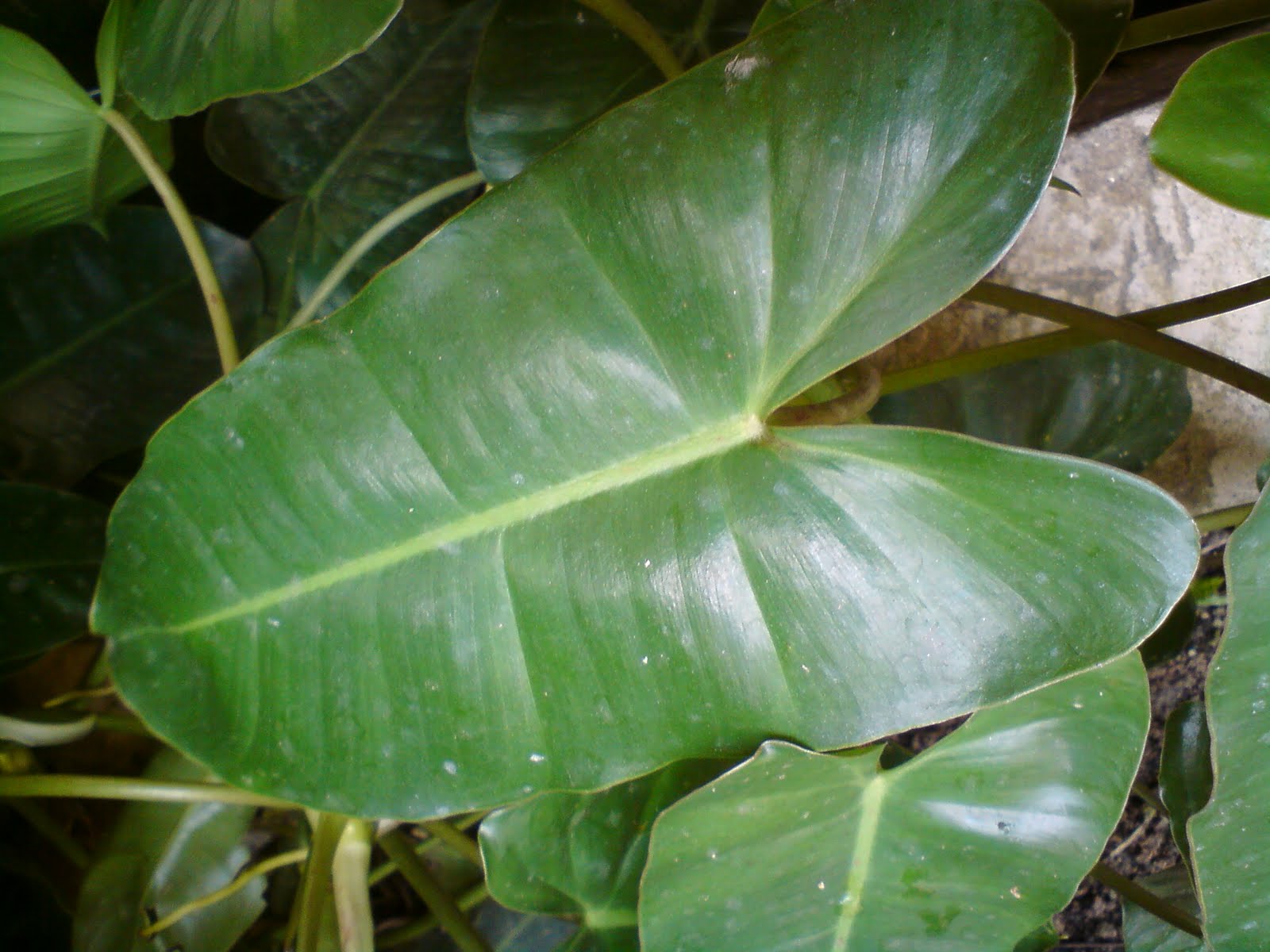 Pokok herba,bunga, ulaman dan segala jenis tumbuhan 