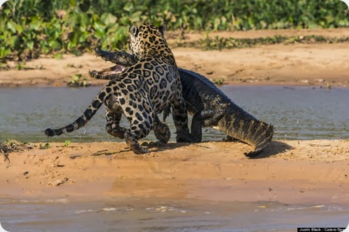 jaguar vs caiman8