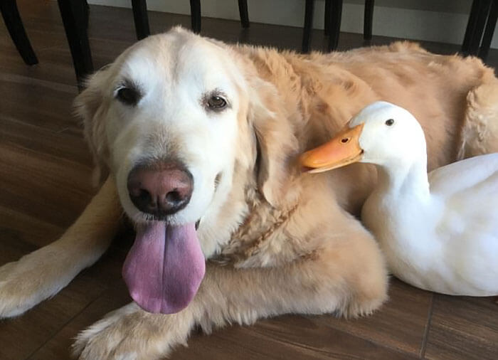 Heartwarming Pictures Of A Friendship Between A Dog And A Duck