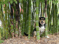Bamboo In Garden
