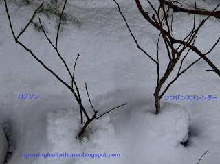 冬の鉢植えブルーベリー サウザンスプレンダーとロブソン