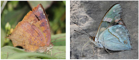 Comic Blue, Arhopala comica, Tawny Emporer, Chitoria ulupi ulupi, rare butterfly