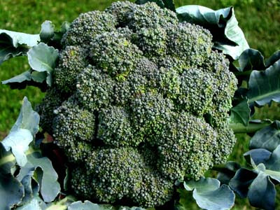 broccoli plant