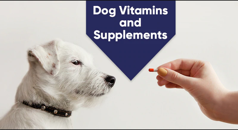 best dog vitamins