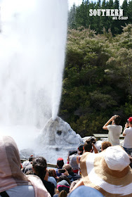 The Lady Knox Geyser Erupting at Wai-O-Tapu Thermal Wonderland New Zealand