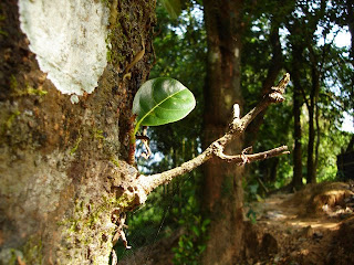 Jackfruit Tree