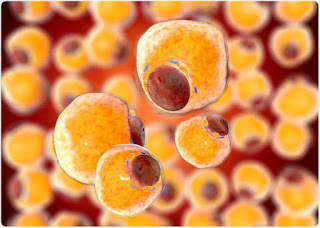 Adipose Derived Stem Cell Therapy Market