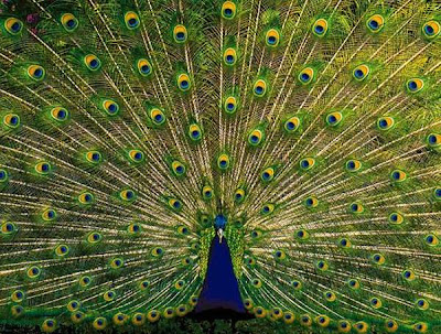 people around the world have their own perception and believe about the peacock and its feather