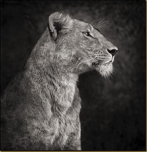 Nick Brandt2