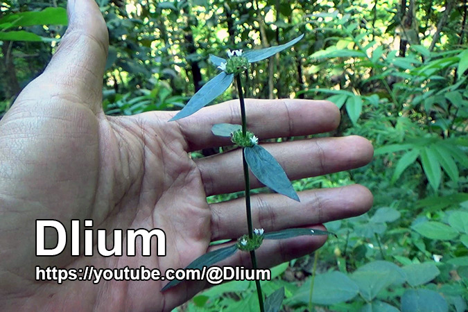 Dlium Woodland false buttonweed (Spermacoce remota)