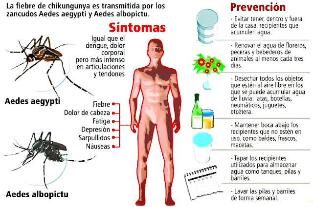 Conoce todos los síntomas, factores de riesgo y tratamientos contra el virus del Chikungunya