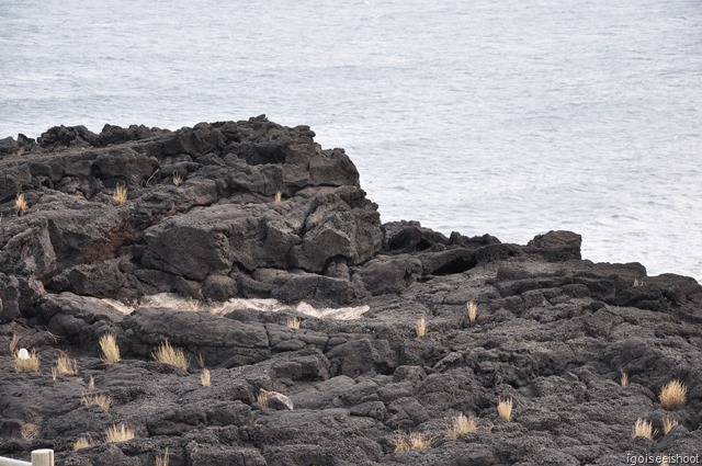 Jeju