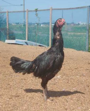 Tampilan Ayam  Betina dari Ayam  Siam Jepang Besar Tegak 