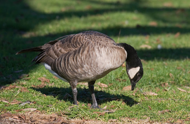 Aleutian Cackling Goose