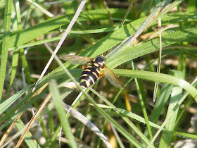 A hover fly Xanthogramma citrofasciatum.  Indre et Loire, France. Photographed by Susan Walter. Tour the Loire Valley with a classic car and a private guide.