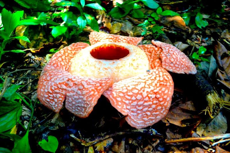 Berikut data rafflesia mekar di Kabupaten Kaur pada Januari 2015 :