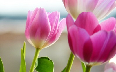 Tulipani