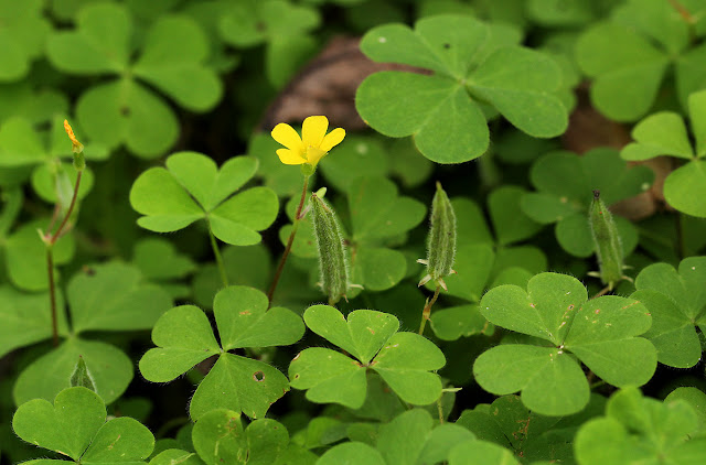 Кислица рожковая (Oxalis corniculata)