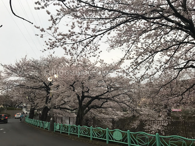 Japan cherry blossoms