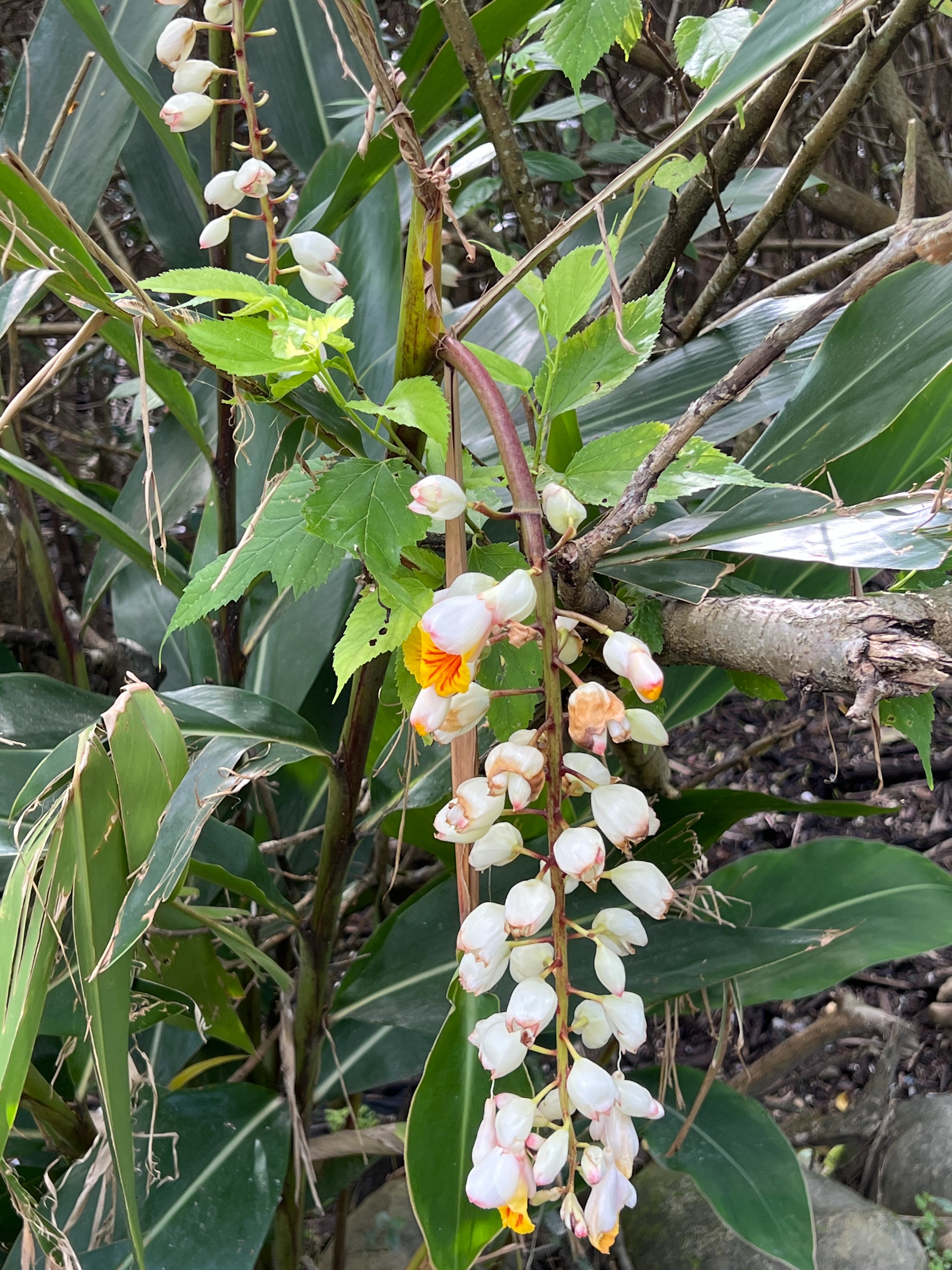 月桃花花語 收斂鋒芒 韜光養晦 月桃全身都是寶月桃野炊料理 Adores我的飾 痞客邦