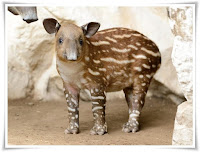 Tapir Animal Pictures