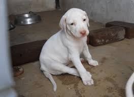 Rajapalayam Dog Puppy