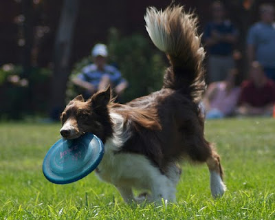 Dog Frisbee