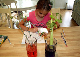 In this classic experiment, Tessa and I placed white carnations and celery in colored water. After forty-eight hours, Tessa observed the subtle changes that proved that water and nutrients do indeed move through tiny tubes in stems to leaves and flowers of plants. Afterward, I sliced through the stems so Tessa could get a closer look.