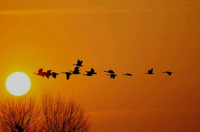 Geese Flying 