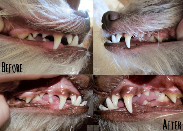 Bailey's teeth maintained the same or less plaque after Perio