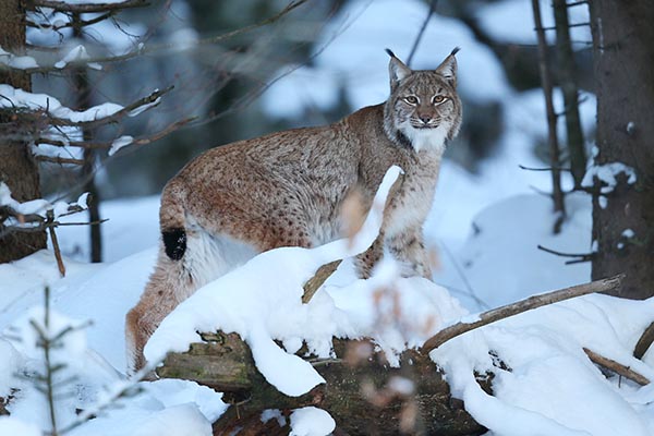 Eurasian lynx, photographed in Germany