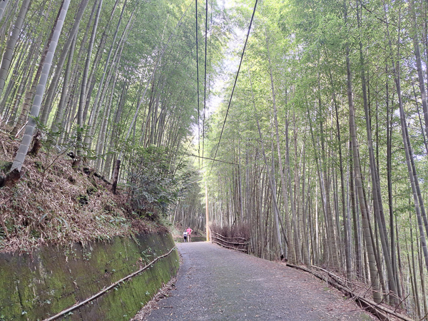 南投竹山大鞍竹海隧道，台版京都嵐山，孟宗竹林綠色隧道好療癒