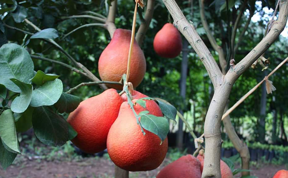 bibit jeruk red pomelo harga grosir lebih murah Samarinda