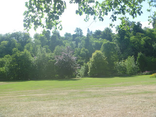 a dry grassy area with trees in the background