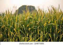 प्रदेश में खरीफ सीज़न में खाद्यान्न फसलों के 4121 मीट्रिक टन बीज वितरित