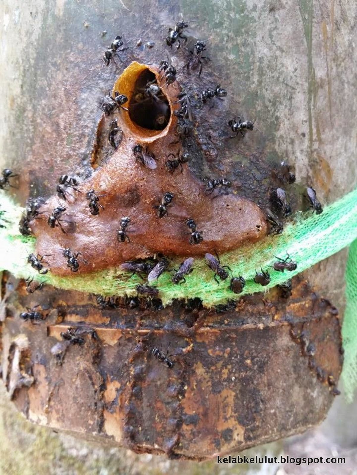 Koloni Heterotrigona itama Buluh Di Sabah - Kelab Lebah 