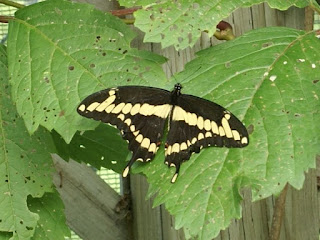 Papilio cresphontes - Grand porte-queue