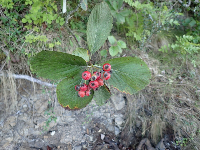 Ария арвониколская / Рябина арвониколская (Aria arvonicola, =Sorbus arvonicola)