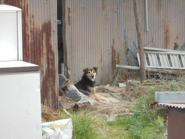 ３年ほど前にこのあたりを私が散歩するようになった時からいる犬に会いました