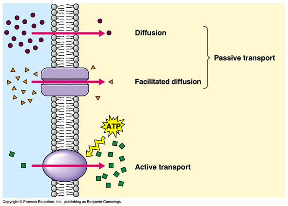 Cait's AP Biology Blog Diffusion, Osmosis and Active Transport