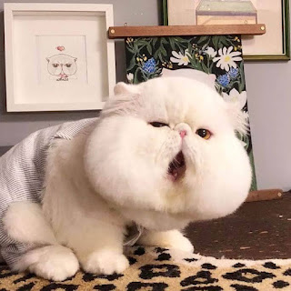 Conoce a Fen Fen, el adorable gato tiene las mejillas más regordetas de la historia