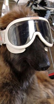 funky dog img_03