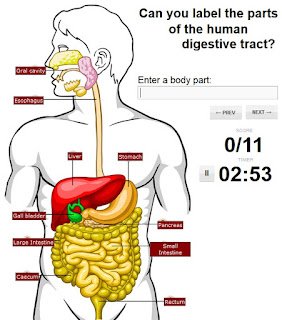 http://www.sporcle.com/games/shapiror/digestive_system