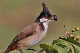 Red-whiskered Bulbul