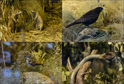 flora, fauna si geologie reprezentative parcului national muntii Macinului