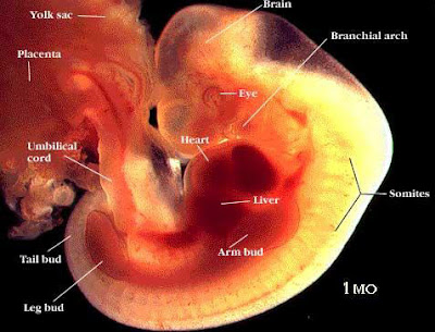 Pembentukan Struktur Janin