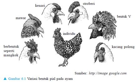 variasi bentuk pial