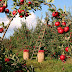 Apple Farming: Is It a Good Idea to Start Your Apple Farm?